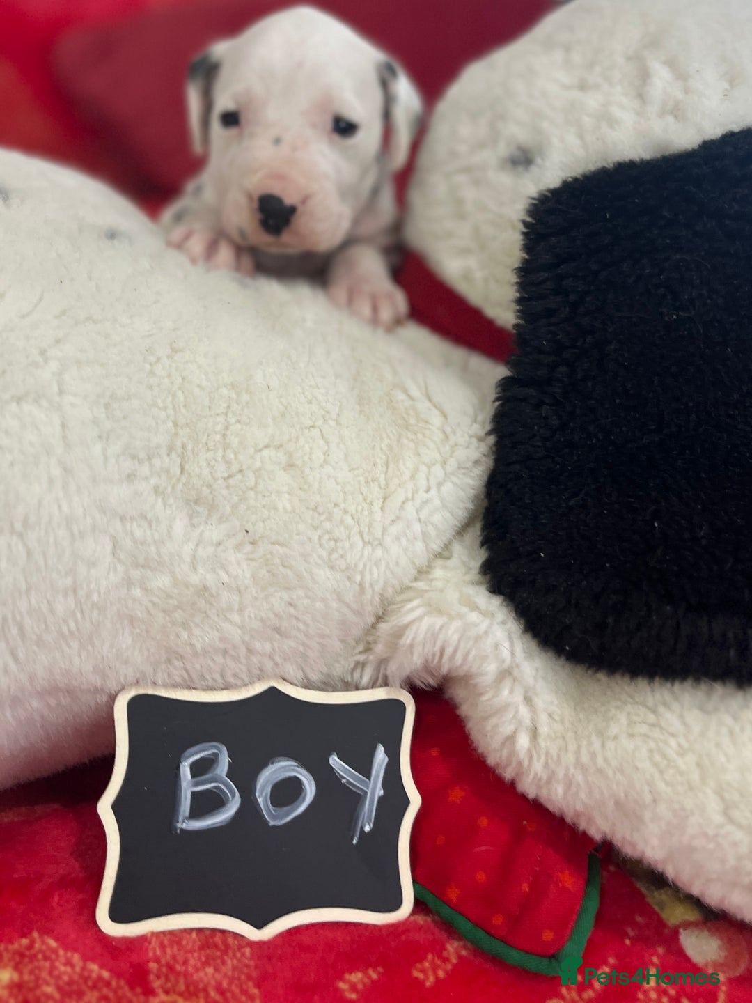 Dalmatian dogs for sale: Top quality Dalmatian puppies 5* homes  - Advert 34