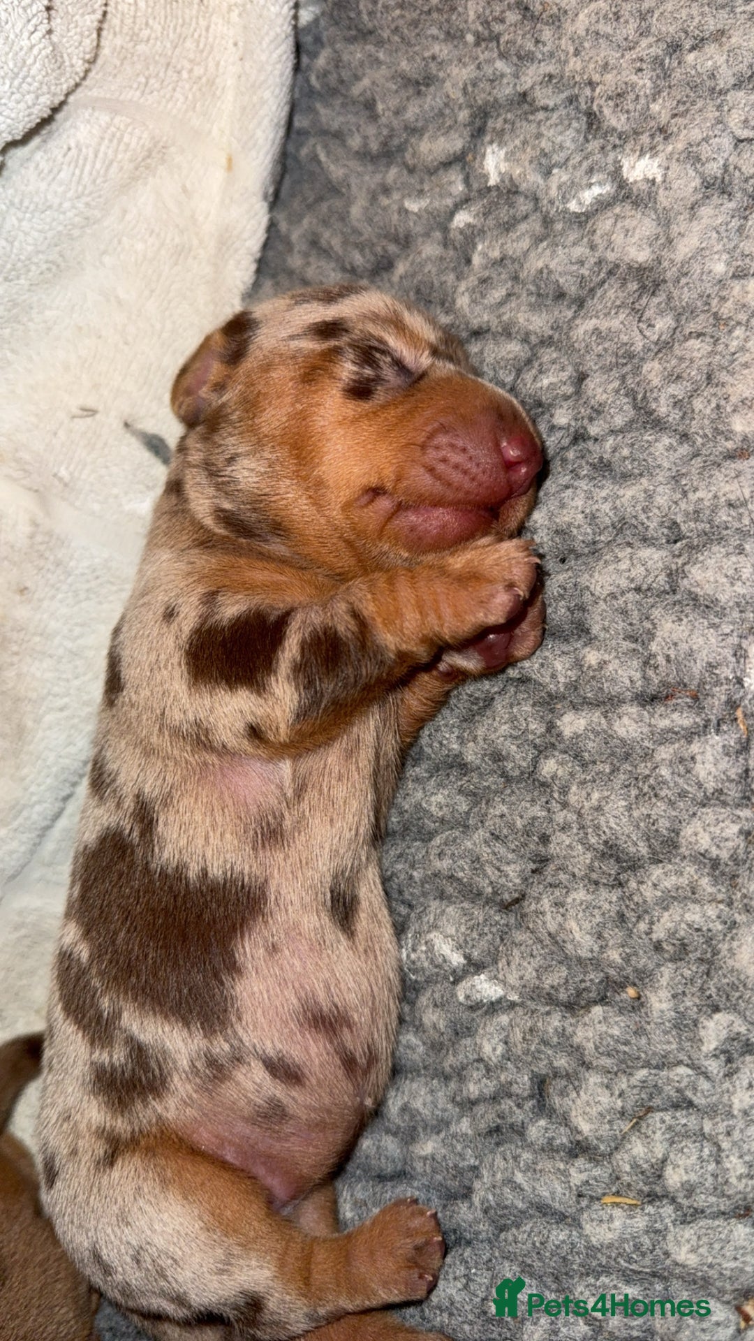 Miniature Dachshund dogs for sale: 3 Miniture dachshunds for sale  - Image 10