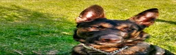 Mixed Breed dogs for stud: Ghost 3yr old gsd/Mali  in Liverpool - Advert 11