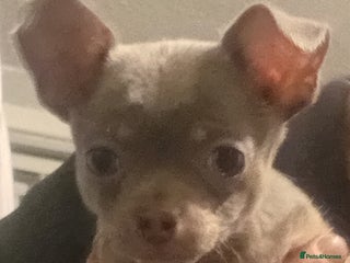 Chihuahua dogs Full KC lilac chihuahua pup for sale, Ready Now - Advert 8
