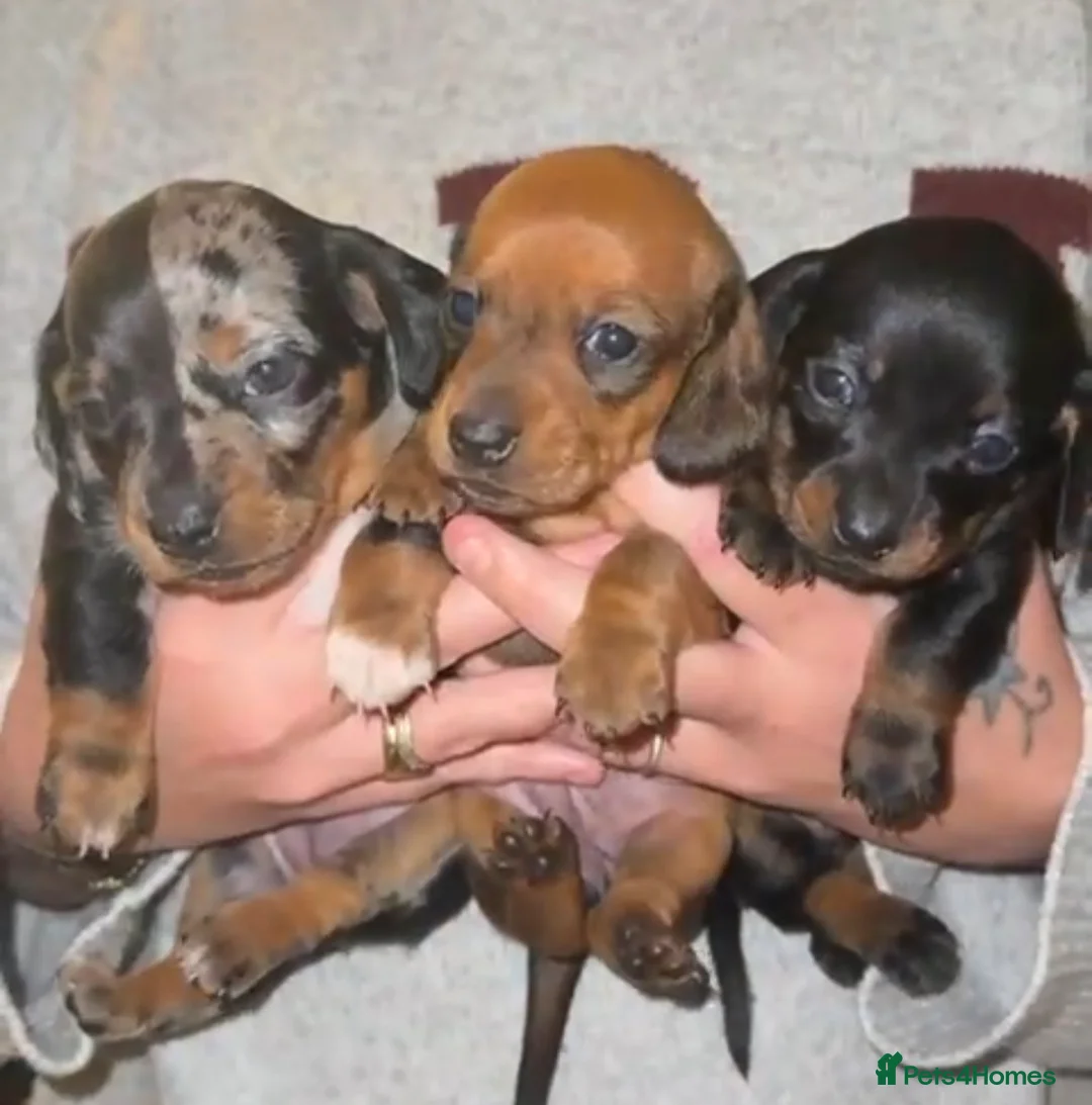 Miniature Dachshund dogs for sale: Three beautiful miniature Dachshund girls  in Hull - Advert 1