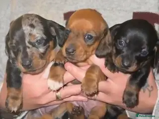 Miniature Dachshund dogs Three beautiful miniature Dachshund girls in Hull - Advert 14