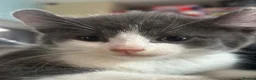 Mixed Breed cats for sale: Last gorgeous girl!! Ready to leave now  - Advert 24