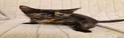 Mixed Breed cats for sale: Playful Kittens - Advert 17
