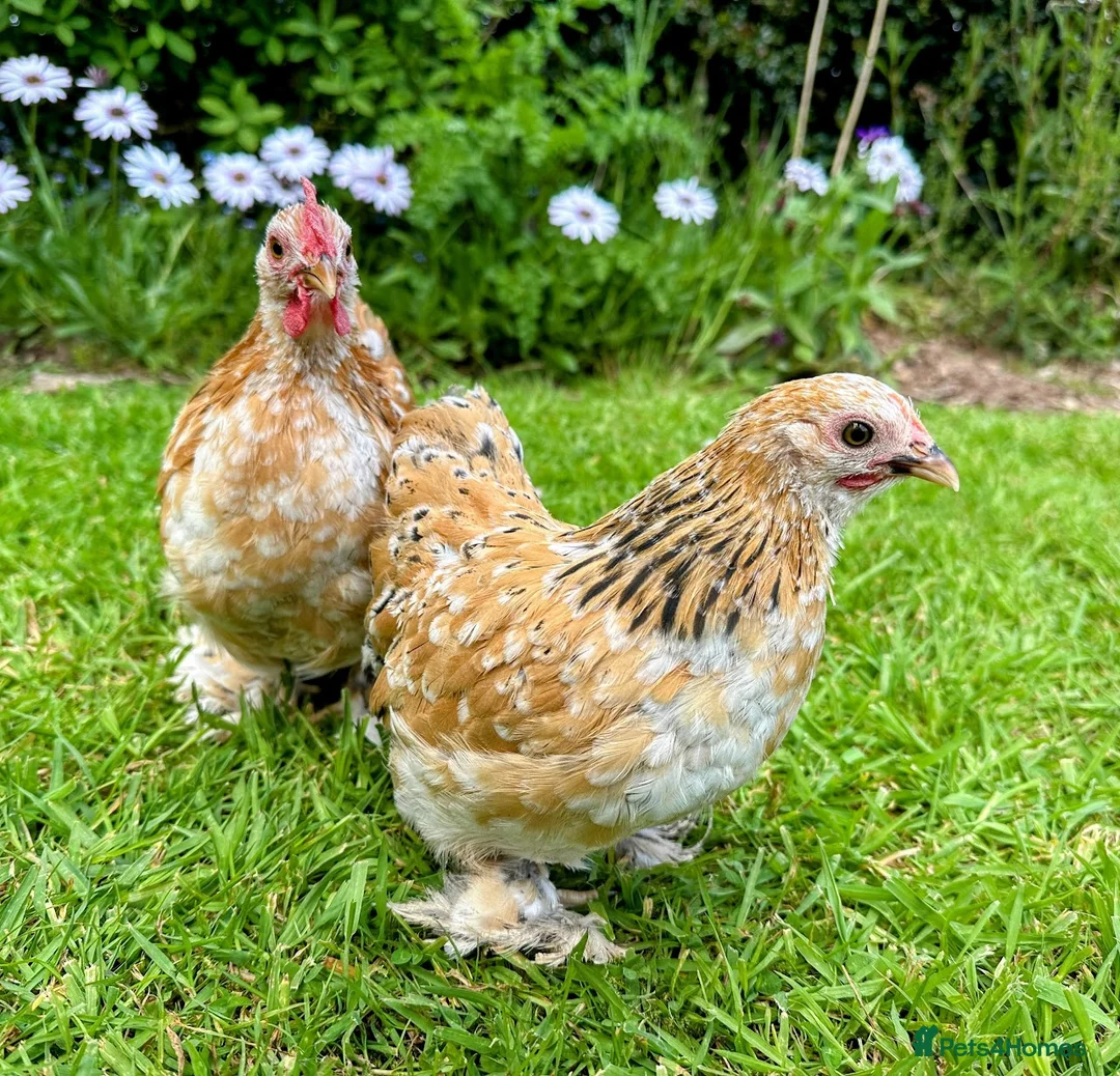 Chickens poultry for sale: Bantams and Pekins for sale in Shifnal - Advert 9
