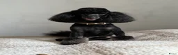 Toy Poodle dogs for sale: 3 stunning toy poodle pups KC registered  - Advert 3