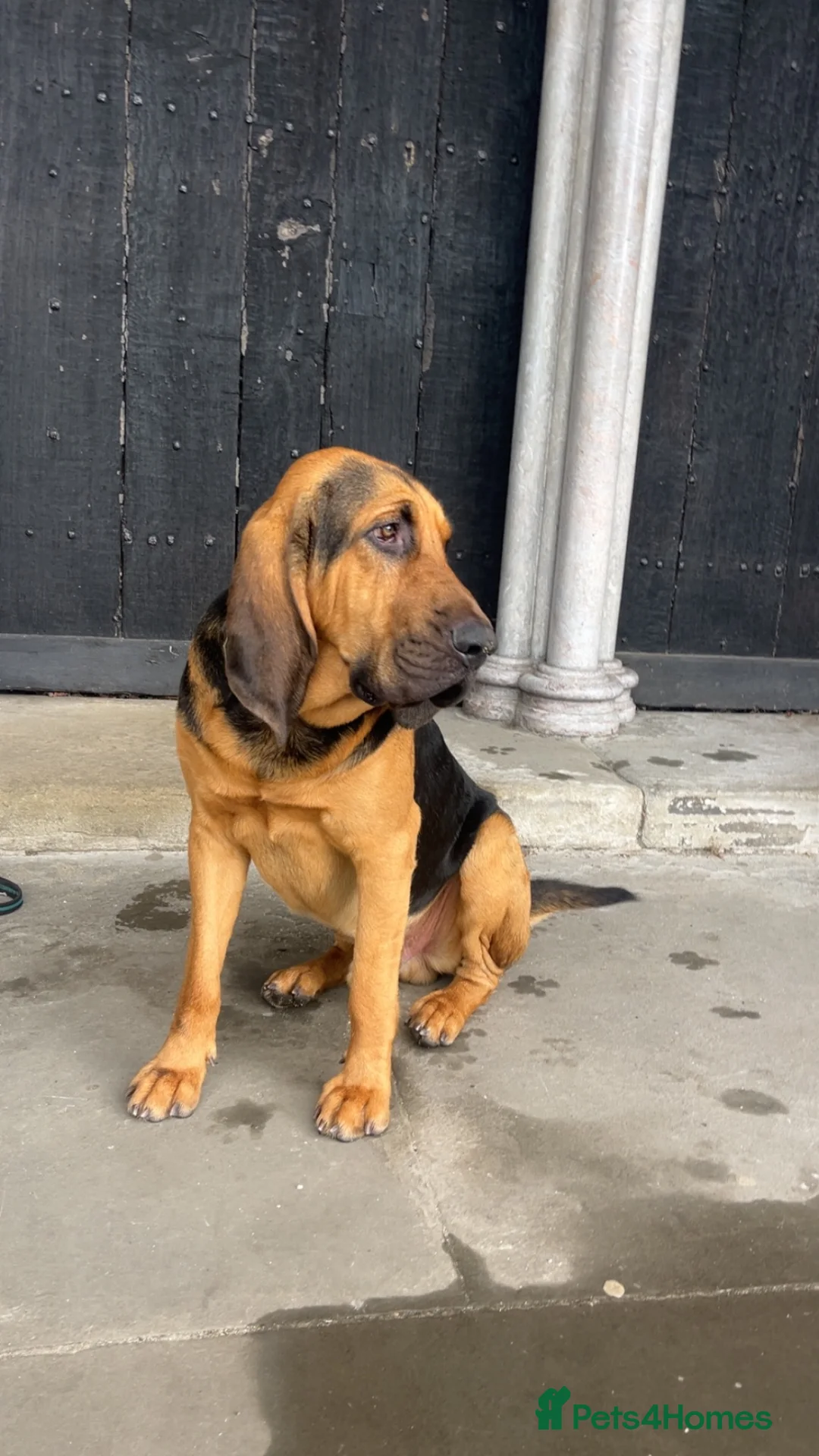 Bloodhound dogs for stud: Bloodhound 21 month old  in Salisbury - Advert 2