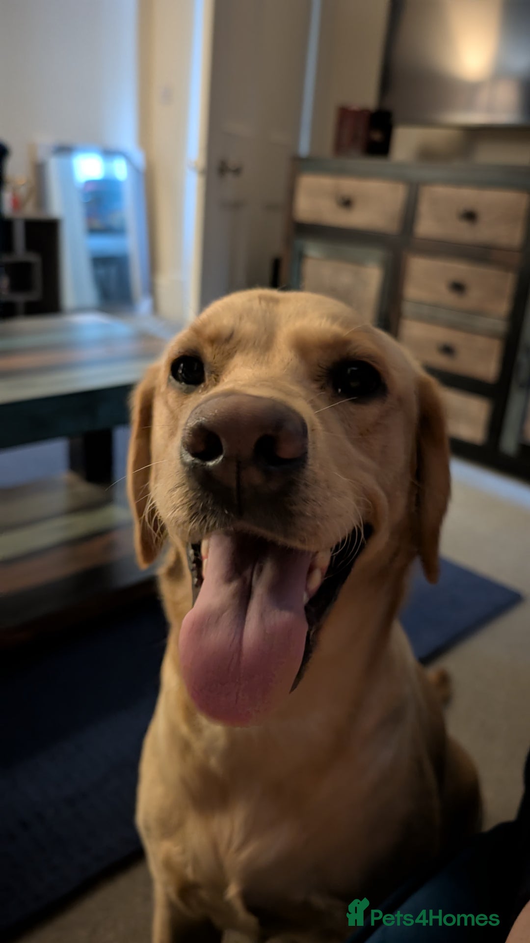 Labrador Retriever dogs for sale: Red Male Labrador Puppy - Image 6