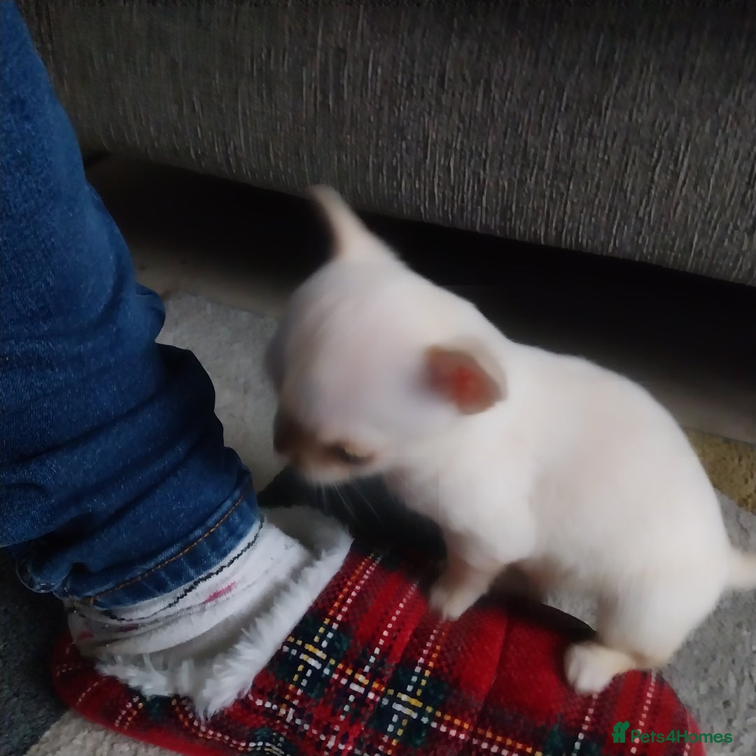 Chihuahua dogs for sale: Chihuahua puppies  - Advert 11