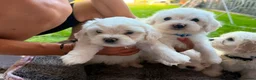 Mixed Breed dogs for sale: Bichon frise  in Bedford - Advert 10