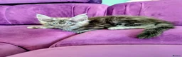 Maine Coon cats for sale: Pedigreed Maine Coon kittens - Advert 11