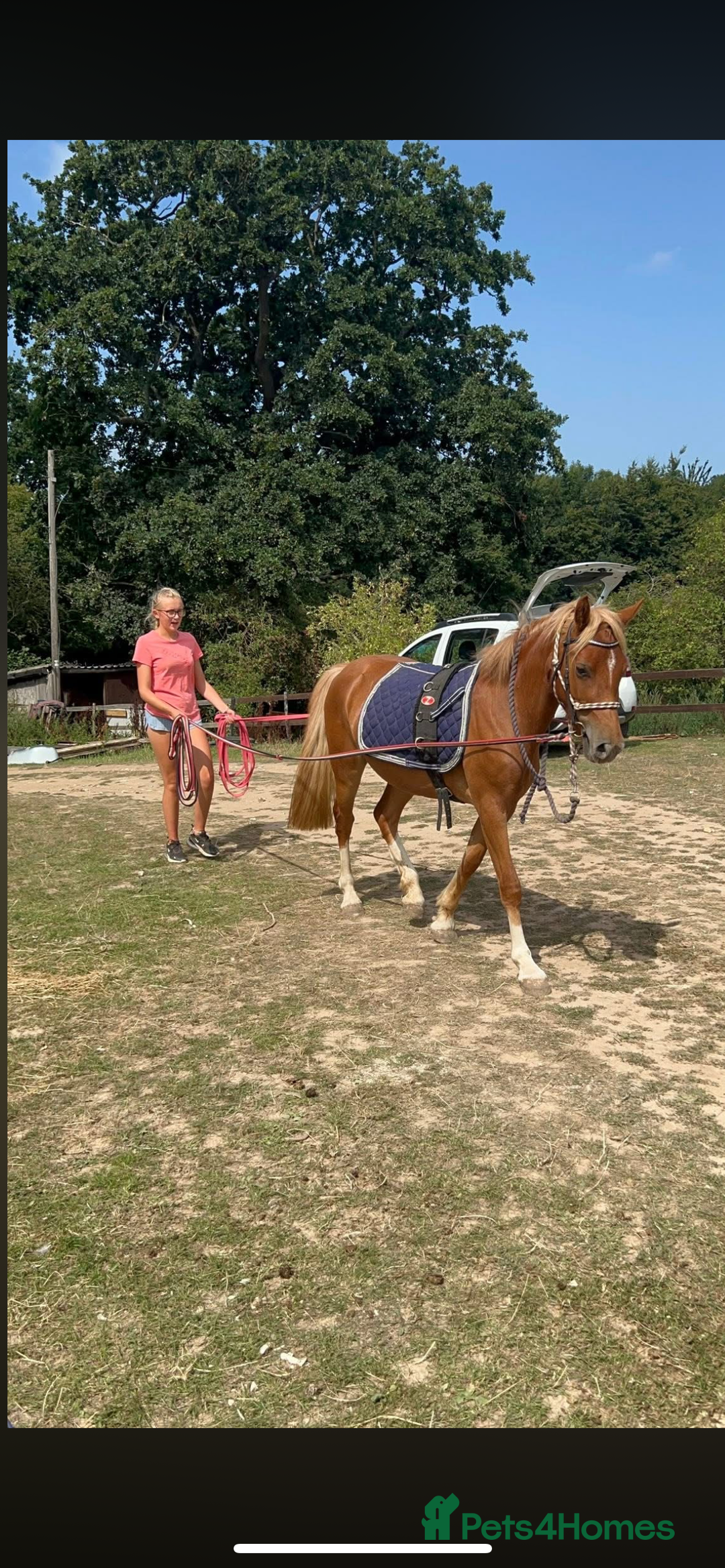 Welsh Section B horses for sale: ELSA🧡 - Advert 5