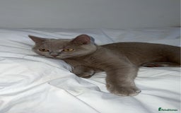 British Shorthair cats for sale: British Shorthair Lilac Cat 3yr Old - Image 4