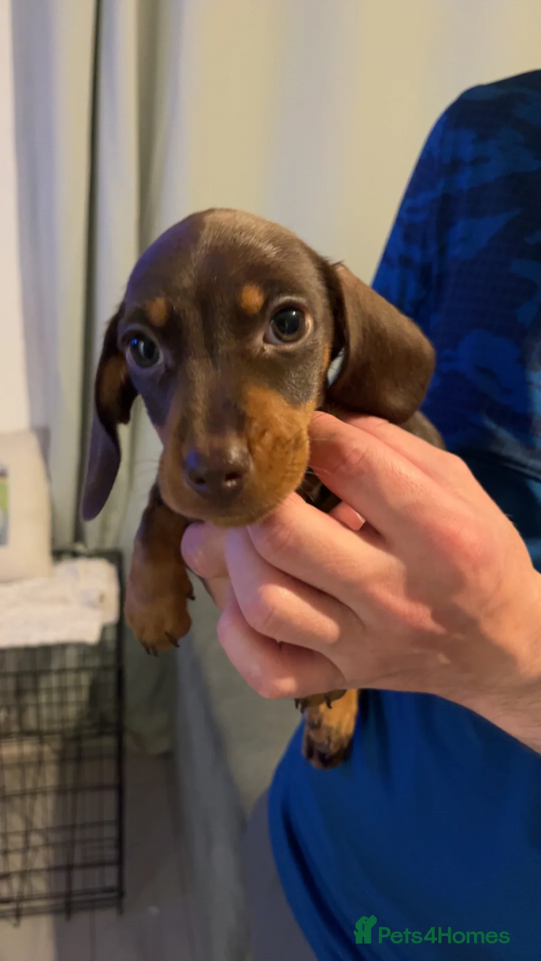 Miniature Dachshund dogs for sale: 2 female miniature dachshunds  in Burnley - Advert 1