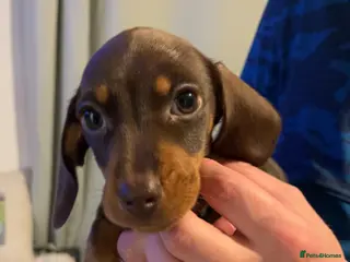 Miniature Dachshund dogs 2 female miniature dachshunds - Advert 15