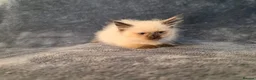 Siberian cats for sale: Siberian babies looking for their fureva homes - Advert 9