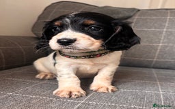 Cocker Spaniel dogs for sale: KC/gamekeeper bred/5 star licensed. - Image 2