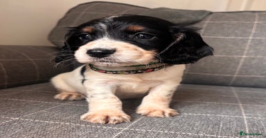 Cocker Spaniel dogs - Advert 9