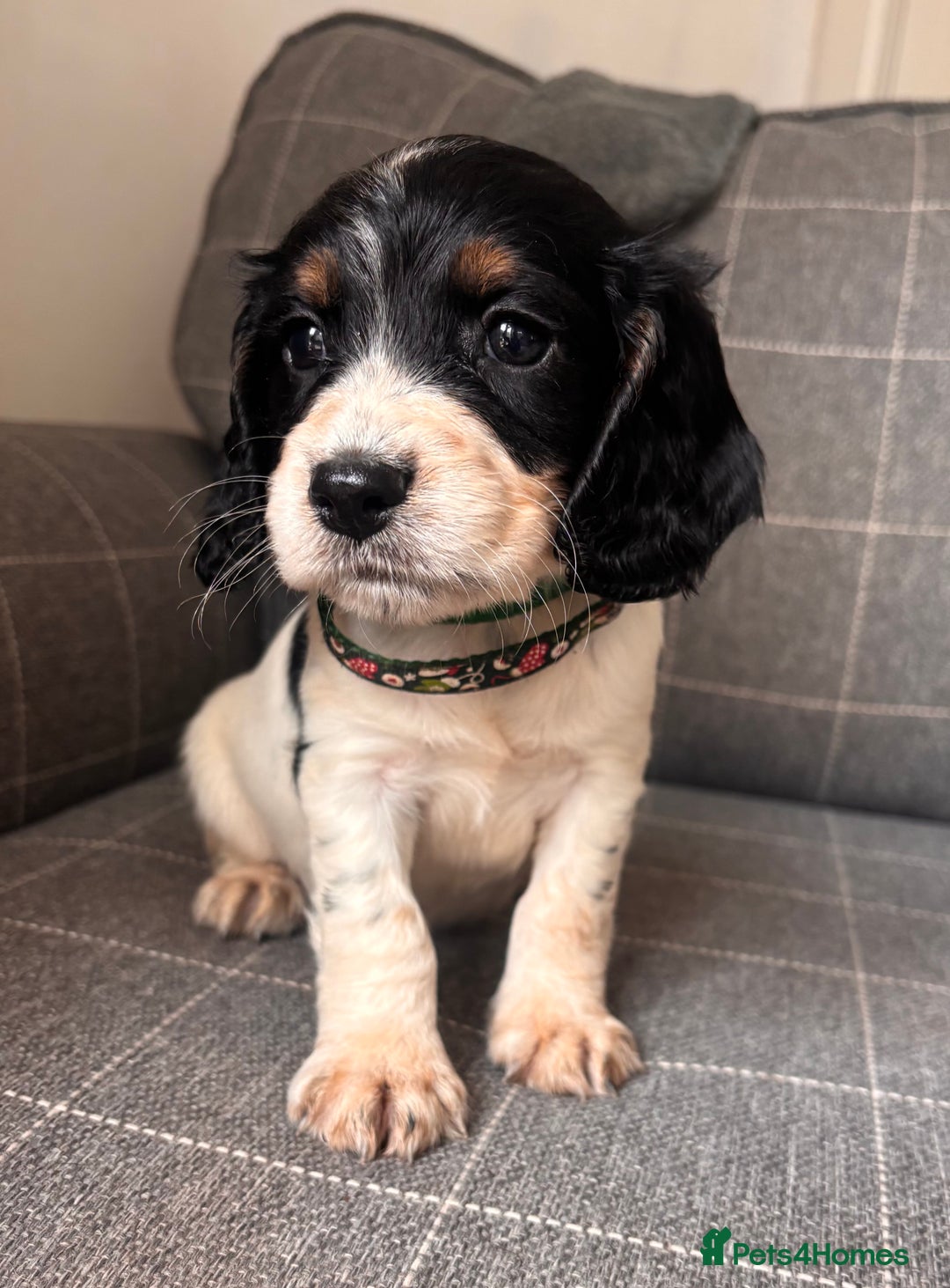 Cocker Spaniel dogs for sale: KC/gamekeeper bred/5 star licensed. - Image 2