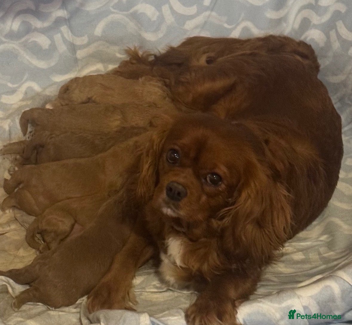 Cavapoo dogs Waiting list now open - Advert 1