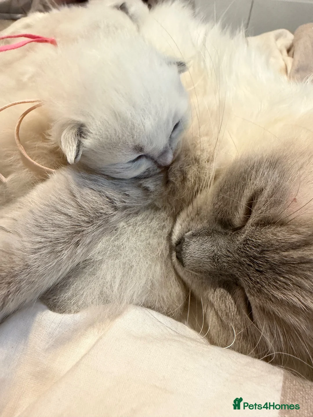 Ragdoll cats for sale: Ragdoll kittens - Advert 2
