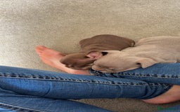 French Bulldog dogs for sale: Lilac and tan male, chocolate and tan female  - Image 1