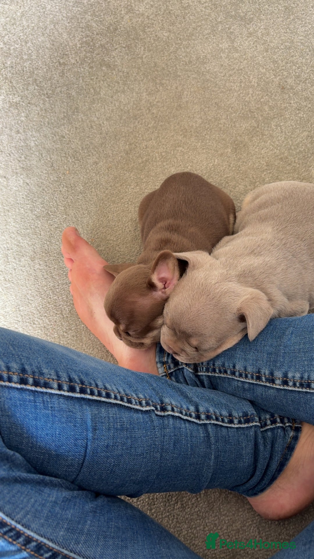 French Bulldog dogs for sale: Lilac and tan male, chocolate and tan female  - Image 1