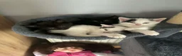 Mixed Breed cats for sale: Sweet cats looking for a good house - Advert 3