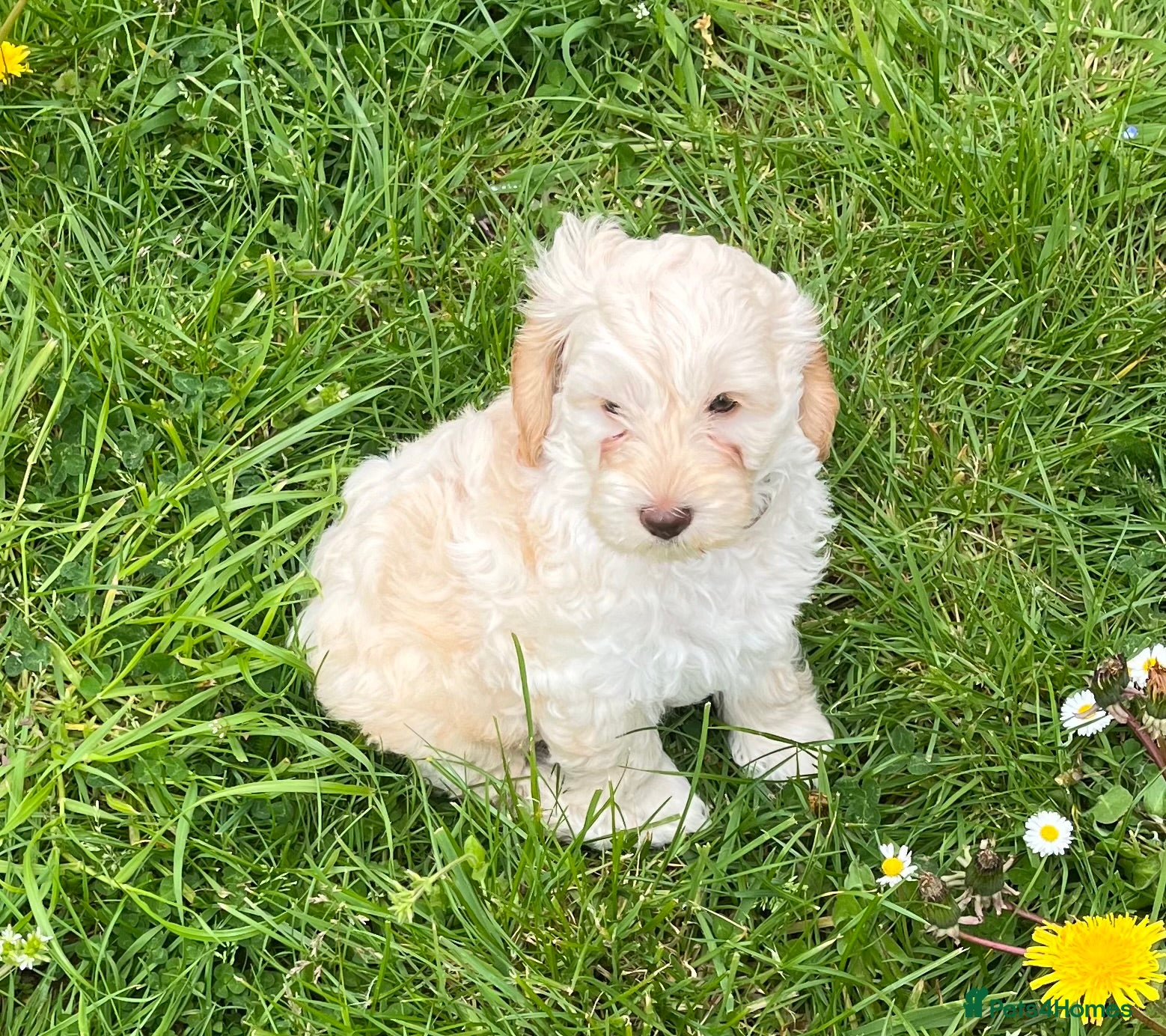 Cockapoo dogs Show Cocker x miniature poodle  only 1 left - Advert 1