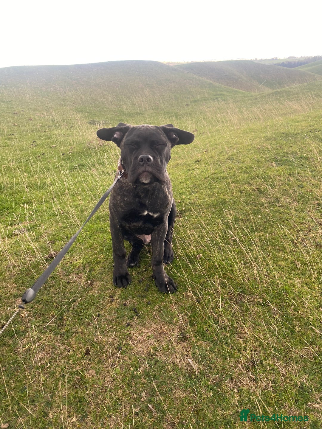 Cane Corso dogs for sale: Bruno  - Advert 22