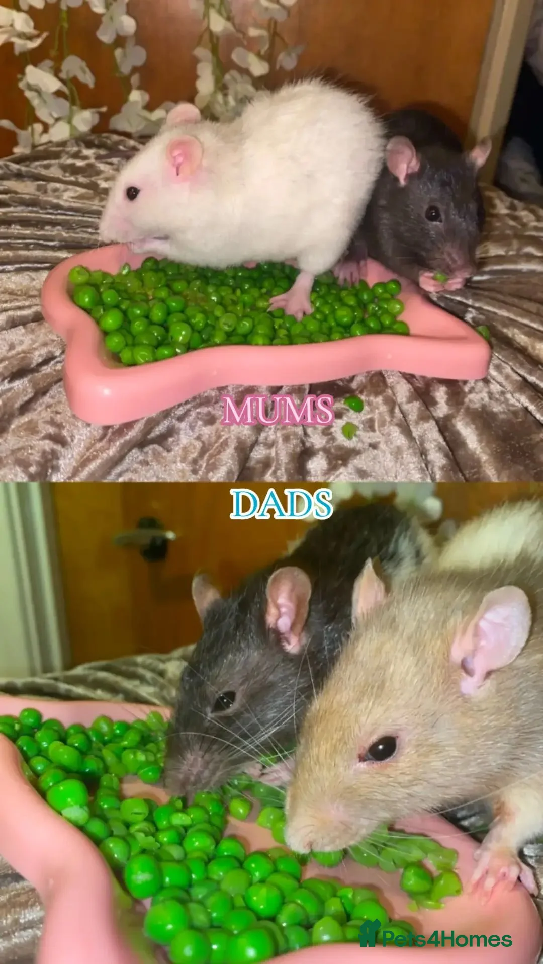 Rat rodents for sale: Beautiful babies ratties 🥰🥰🥰 in Chelmsford - Advert 23