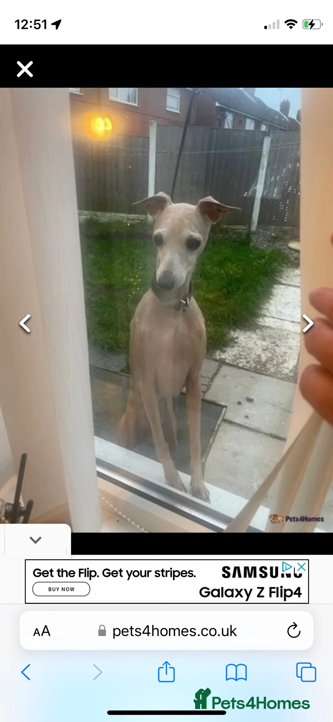 Italian Greyhound dogs for stud: Polish proven stud  in Stoke-on-Trent - Advert 8