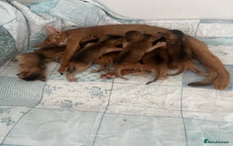 Abyssinian cats for sale: Beautiful Abyssinians kittens - Image 3