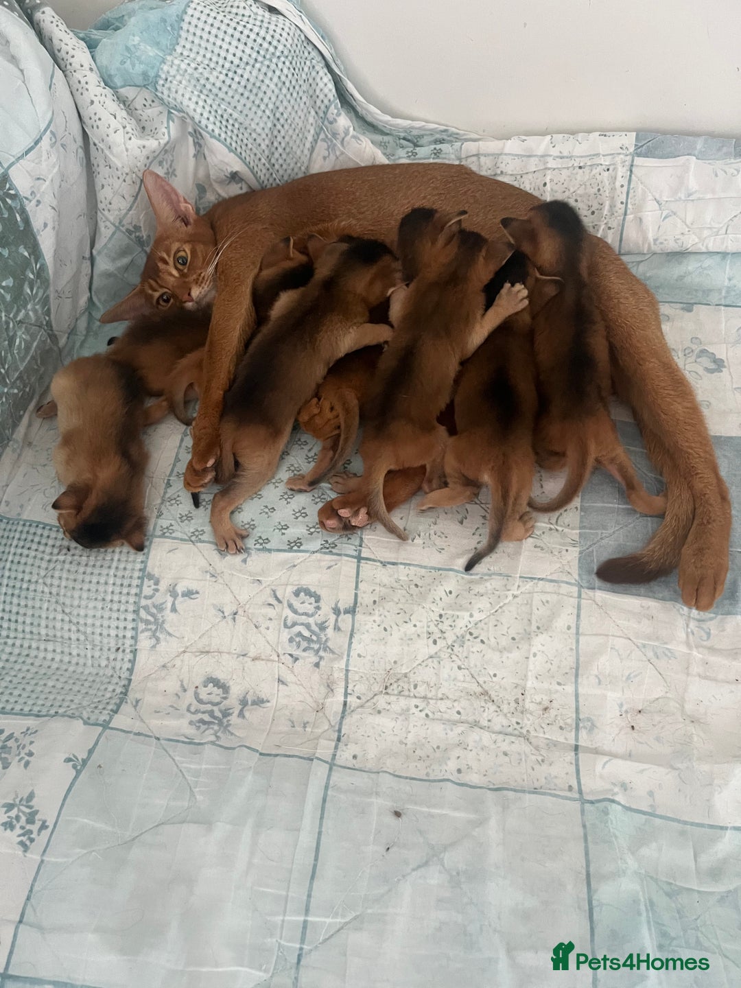 Abyssinian cats for sale: Beautiful Abyssinians kittens - Image 3