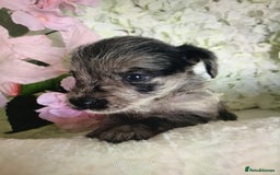 Jackapoo dogs for sale: ***READY NOW*** Gorgeous Jackapoo puppies - Image 1