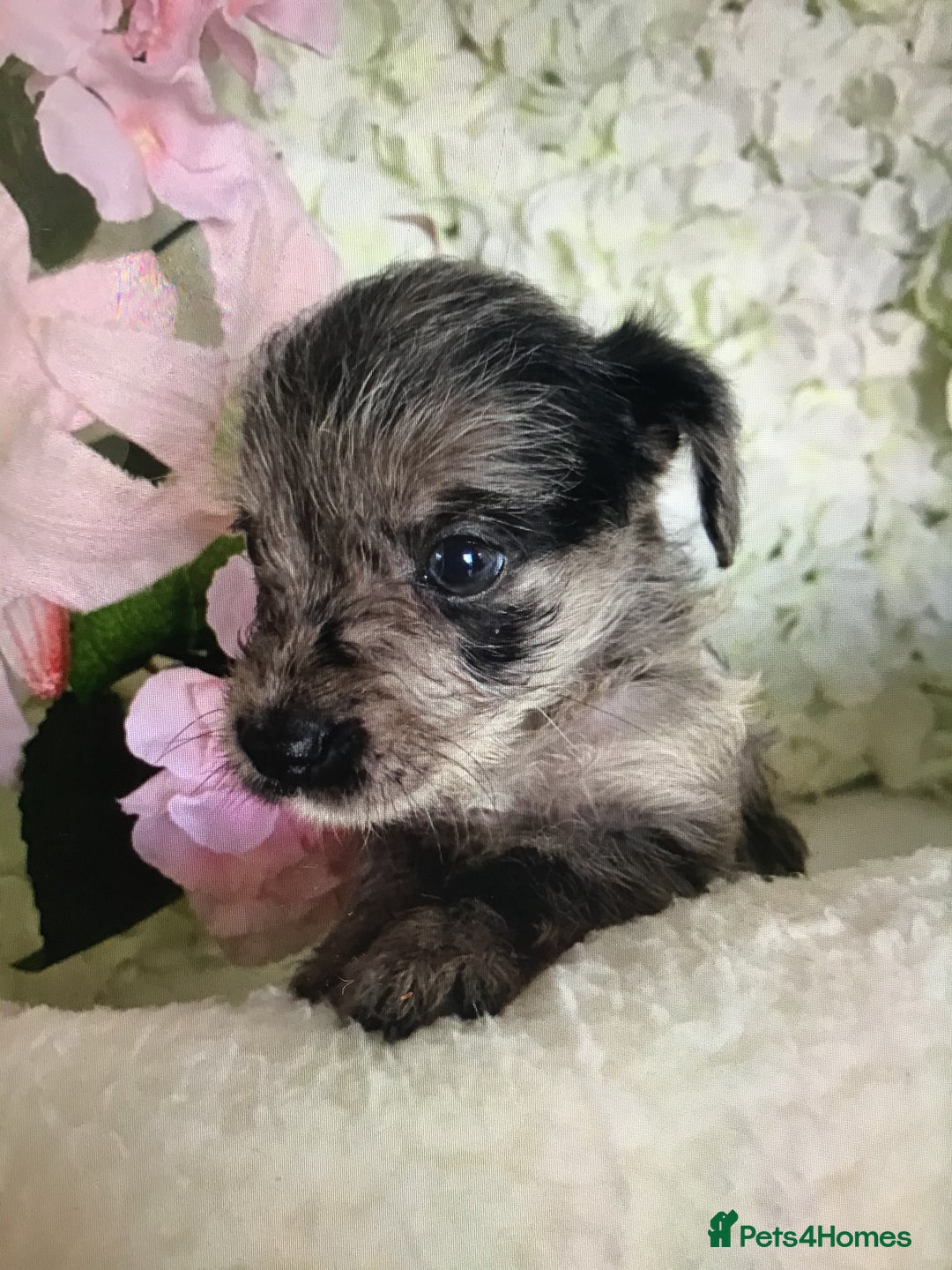 Jackapoo dogs for sale: ***READY NOW*** Gorgeous Jackapoo puppies - Image 1