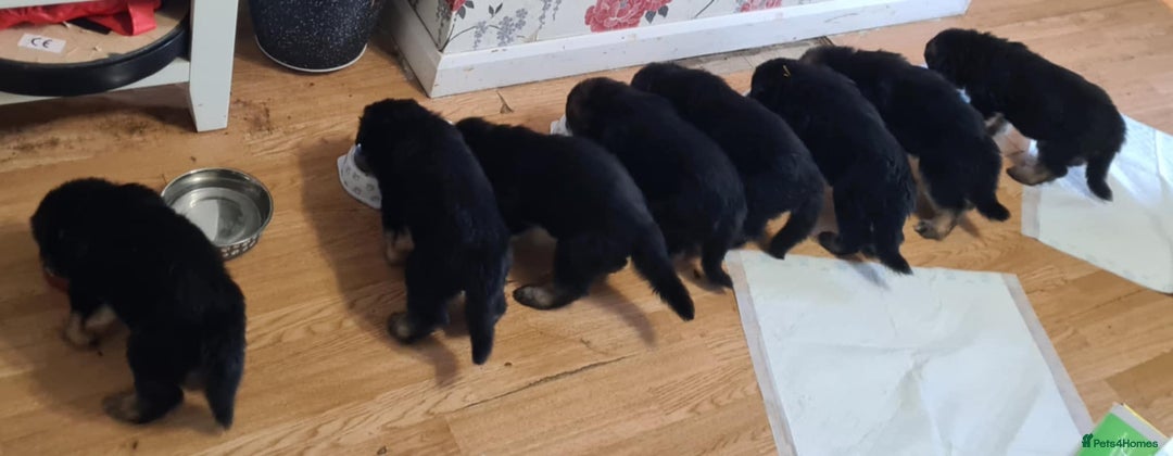 German Shepherd dogs for sale: Long haired Black and Tan German shepherd puppies  - Image 5