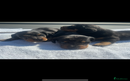Miniature Dachshund dogs for sale: Beautiful miniature dachshund puppies - Image 20