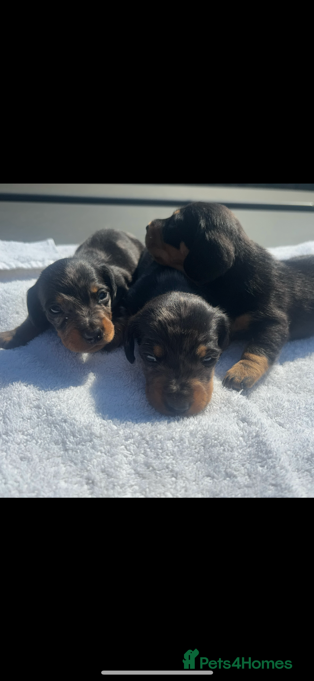 Miniature Dachshund dogs for sale: Beautiful miniature dachshund puppies - Image 20