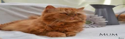 Persian cats for sale: Adorable Purebred Persian Kittens!!! - Advert 16