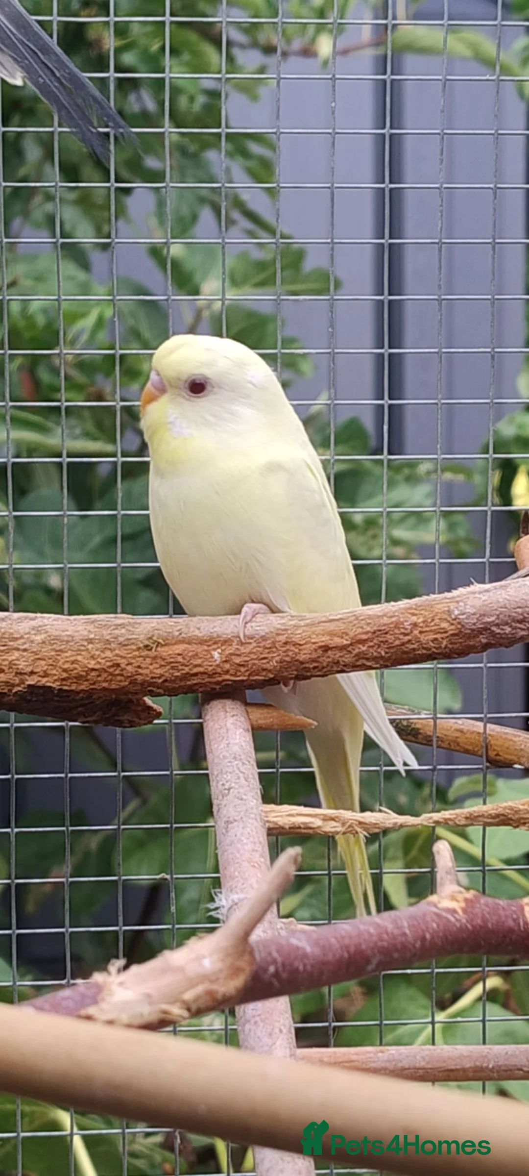 Budgerigars birds for sale: Baby budgies, easily tamed. Mixed colours - Advert 2