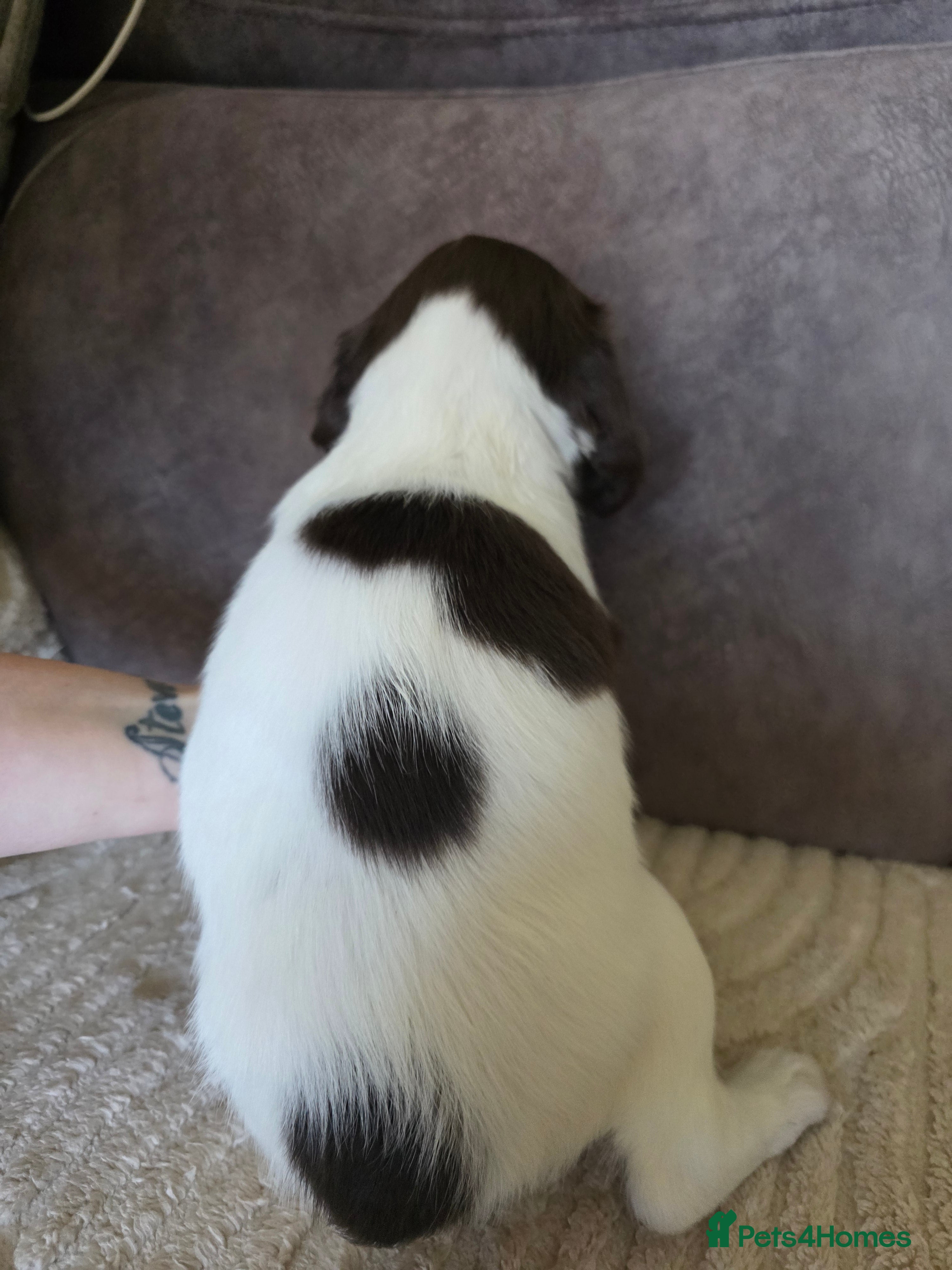 English Springer Spaniel dogs Springer spaniel pups - Advert 2