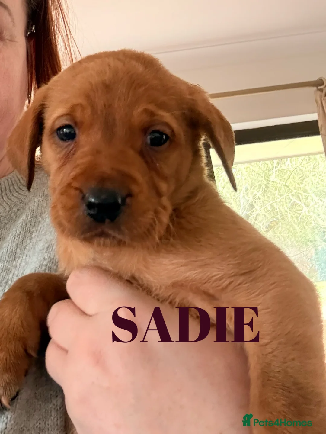 Labrador Retriever dogs for sale: Working Labrador Puppies Black & Fox Red Ready Now - Advert 9