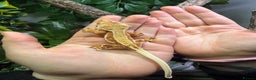 Gecko reptiles for sale: Red Lilly white crested gecko - Advert 2