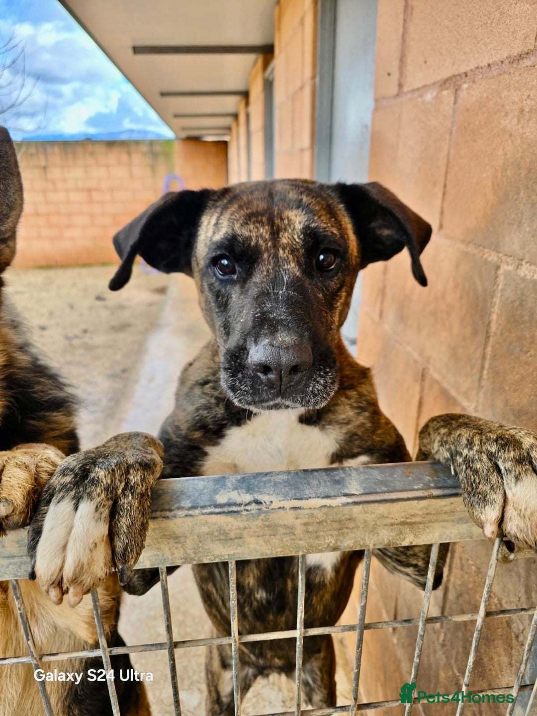 Mixed Breed dogs for adoption: ‼️🚨URGENT🚨‼️ ALMA🩷🐾 - Advert 7