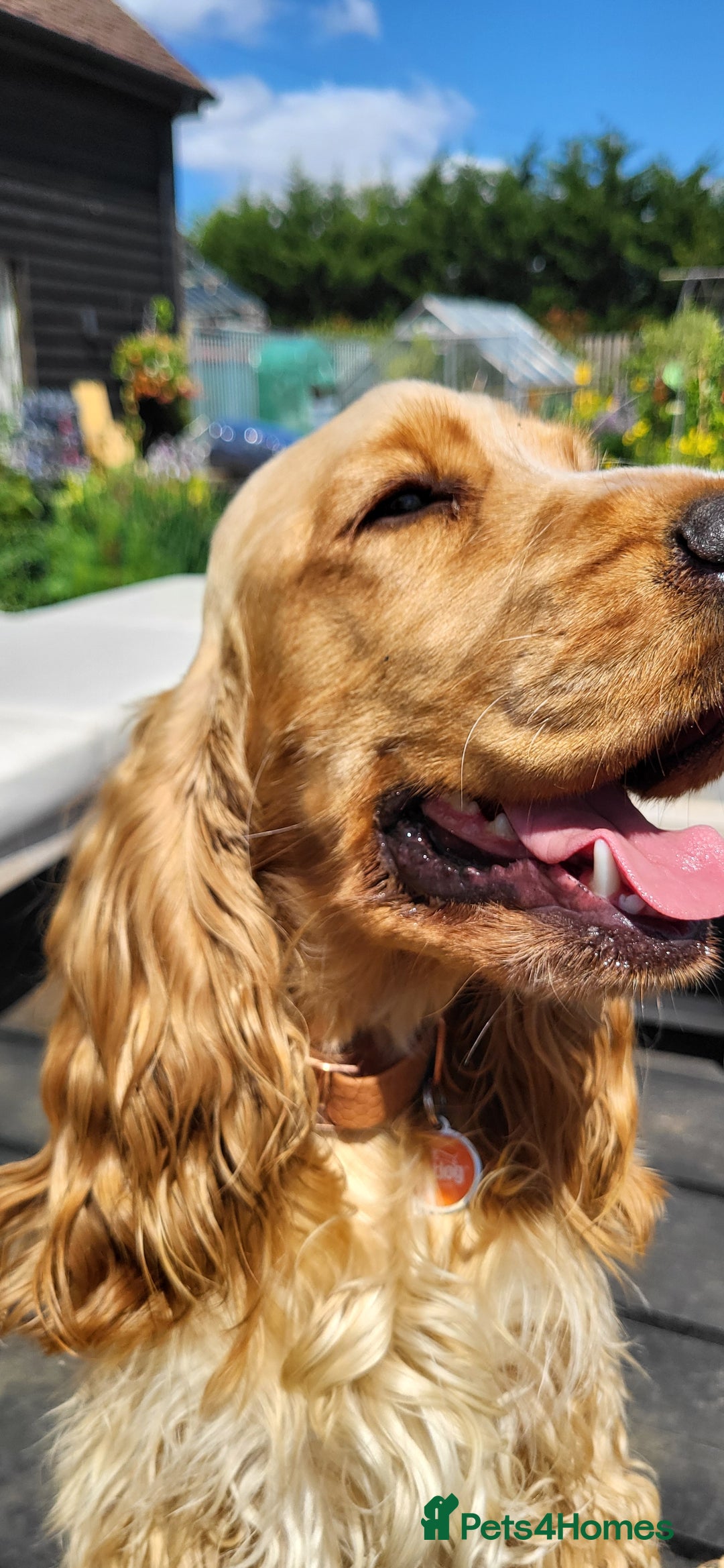 Cocker Spaniel dogs for sale: RESERVE NOW Show Champion Cocker Spaniels - Image 10