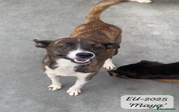 Mixed Breed dogs for adoption: Maya, 1 yr old approx, Available for adoption. - Image 5