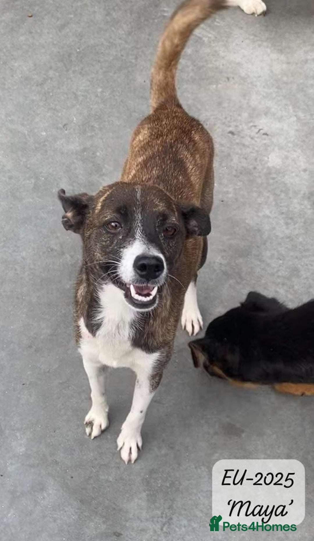 Mixed Breed dogs for adoption: Maya, 1 yr old approx, Available for adoption. - Image 5