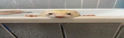 Ferret rodents for sale: Two hobs for rehoming. - Advert 7