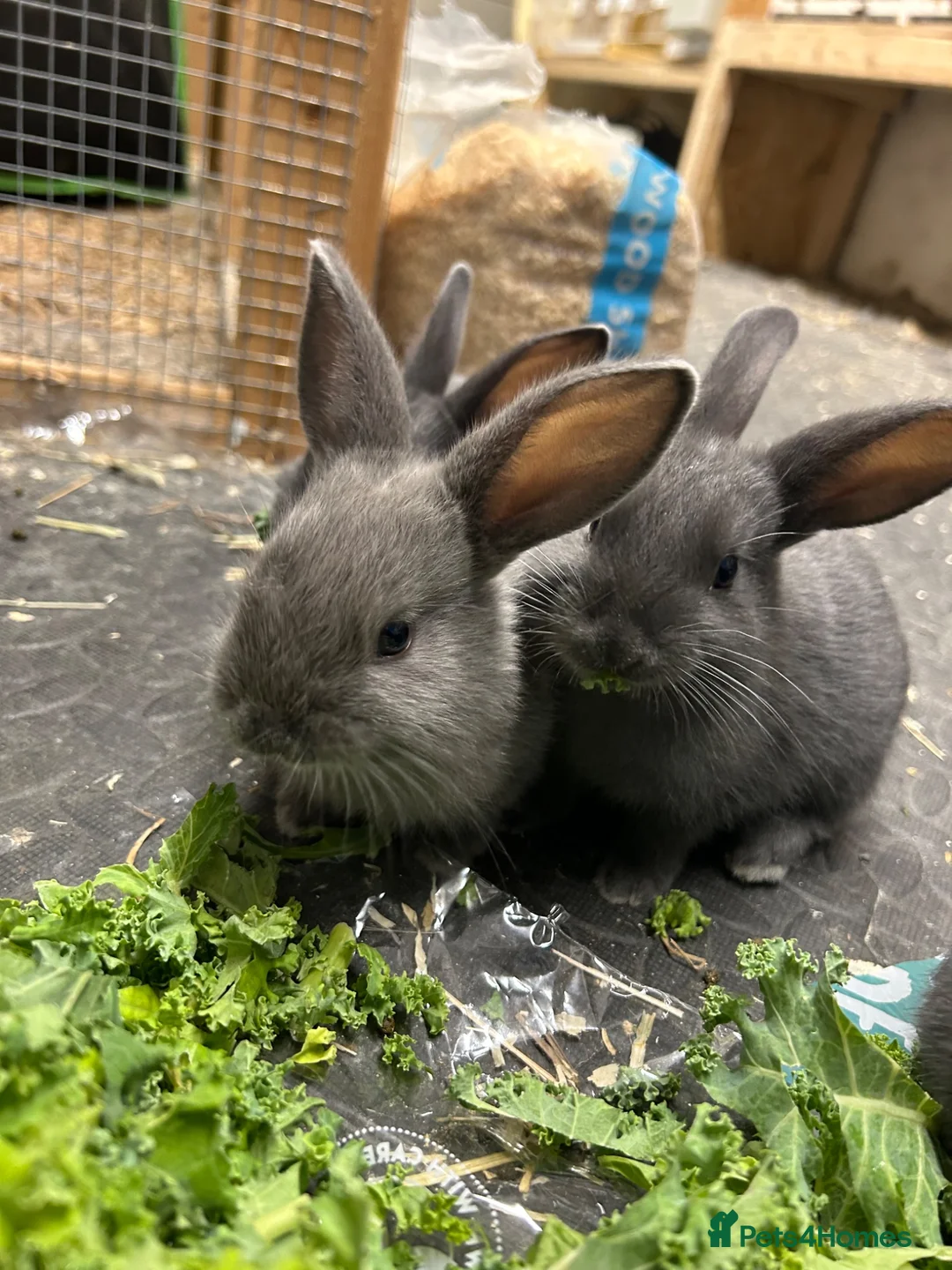 Mixed Breed rabbits for sale: Mini Rex x Mini Lop in Morecambe - Advert 4